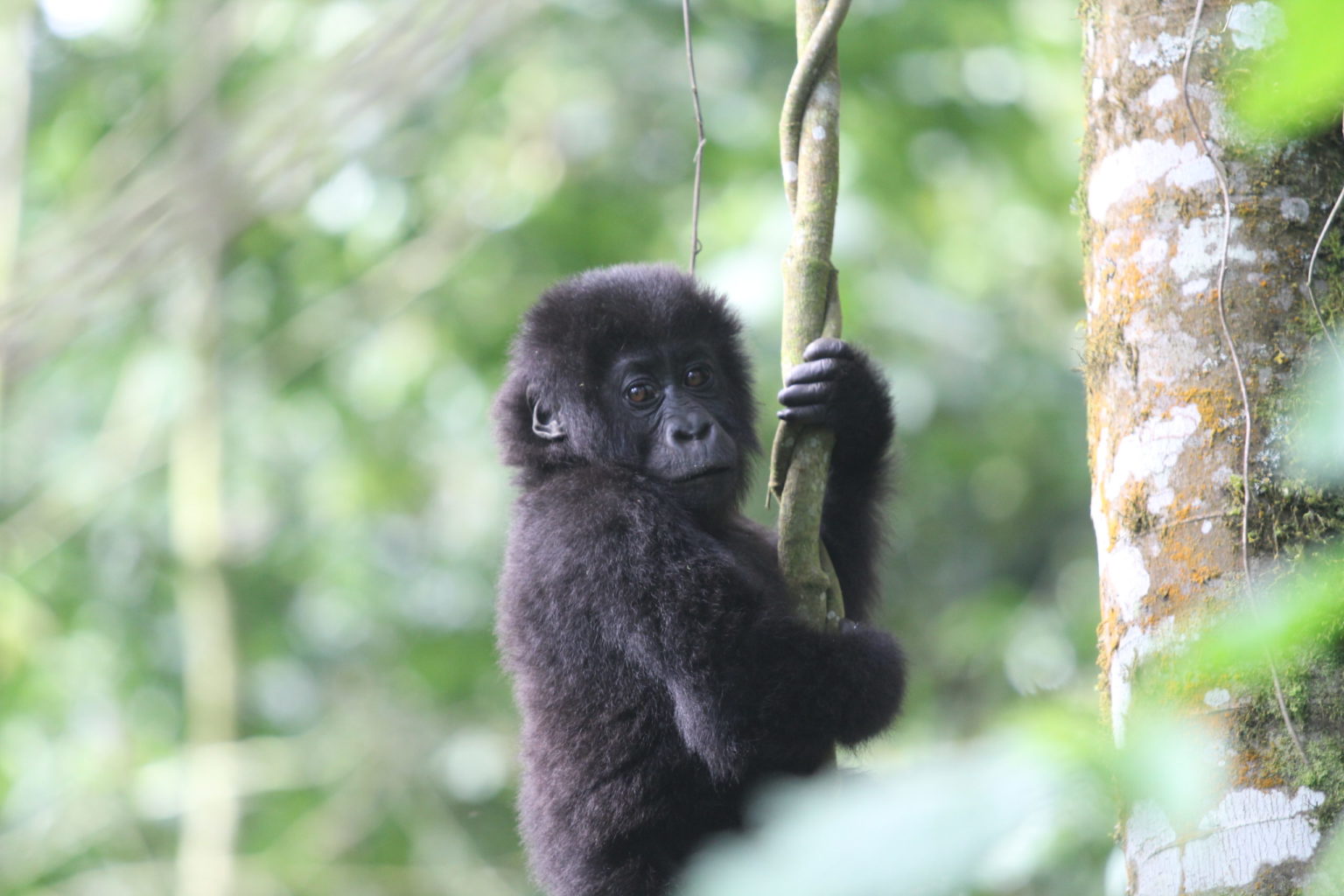 Grauers-Gorillas_Kahuzi-Biega_April-2014-46-scaled-1-1536x1024