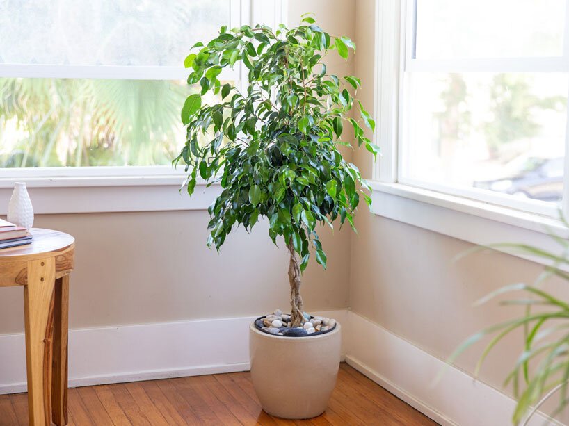 NASA-clean-air-study-18-plants-designboom-017