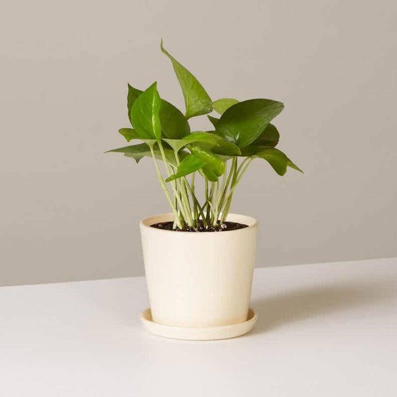 NASA-clean-air-study-18-plants-designboom-02