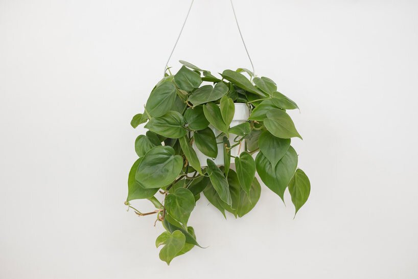 NASA-clean-air-study-18-plants-designboom-022