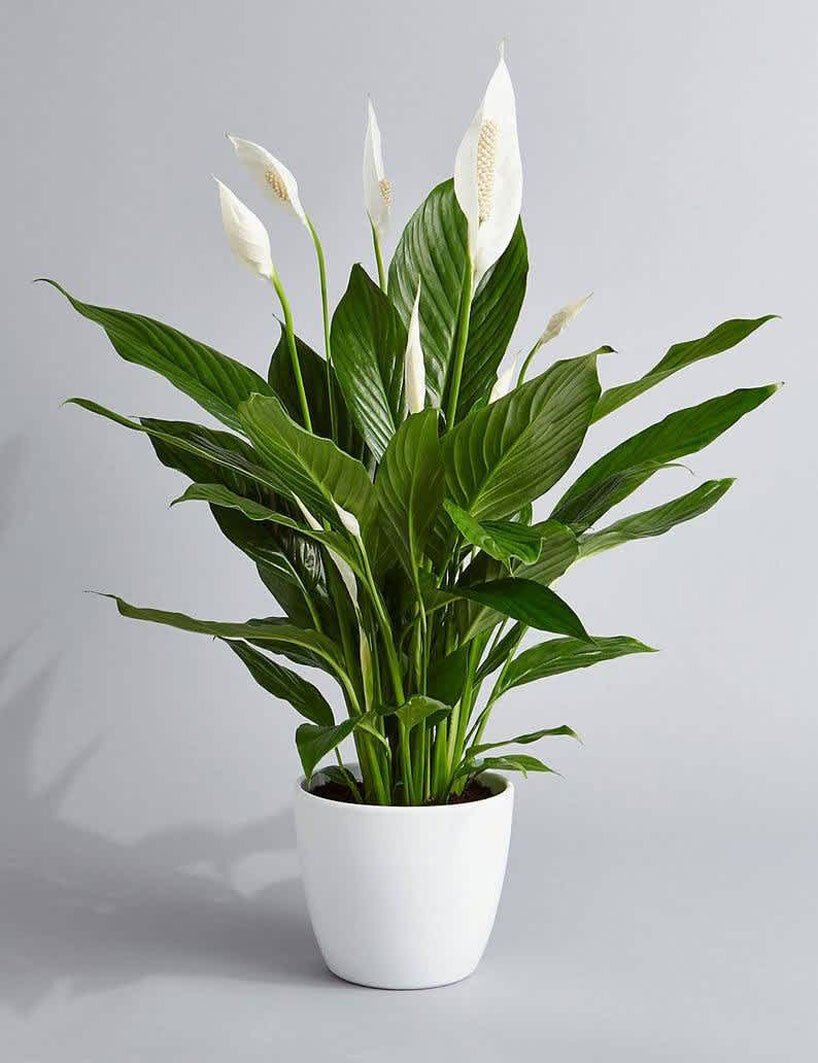 NASA-clean-air-study-18-plants-designboom-03