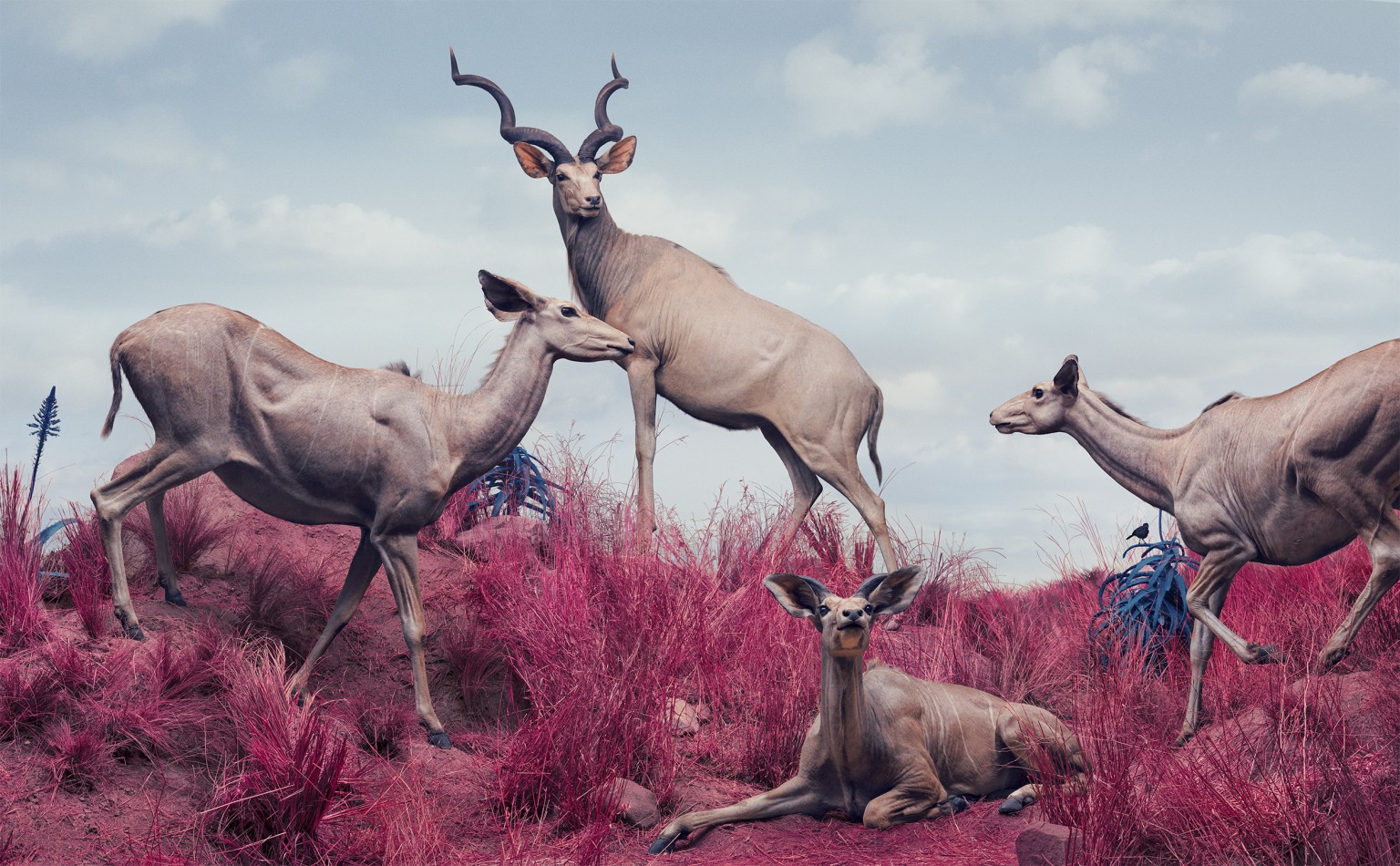 kudu_DSF3494_06a-1536x950