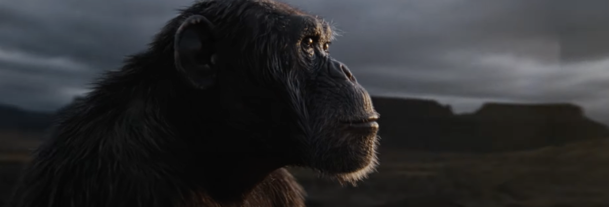 Um chimpanzé e um museu no Canadá