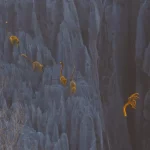 Os premiados no concurso BigPicture de 2025