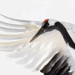 Destaques da semana. AS AVES RARAS DE ALEX YAZLOVSKY NA ILHA DE HOKKAIDO