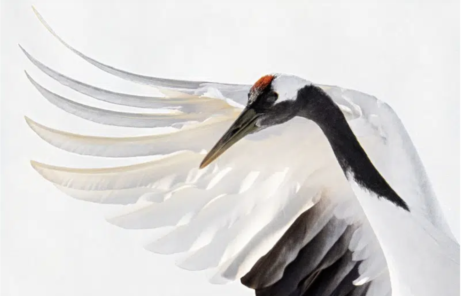 Destaques da semana. AS AVES RARAS DE ALEX YAZLOVSKY NA ILHA DE HOKKAIDO