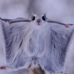 Destaques da semana. MASATO SASAKI E O ESQUILO VOADOR NO JAPÃO