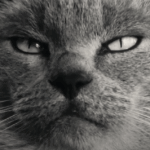 Os modelos ultrapassados de negócios na Nova Zelândia