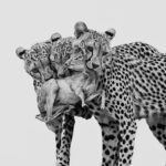 Destaques da semana. OS FINALISTA DO THE WILDLIFE PHOTOGRAPHER OF THE YEAR 2025