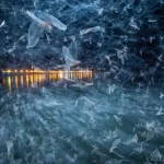 Os premiados no Nature Photographer of the Year 2025