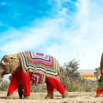 As roupas para elefantes no inverno da Índia