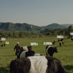 Destaques da semana. AS VACAS ESTILO OREO NO MÉXICO