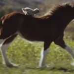 Destaques da semana. BUDWEISER E OS SÍMBOLOS DA AMÉRICA NO SUPER BOWL