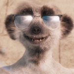 Suricatas e o tempo de qualidade no Reino Unido