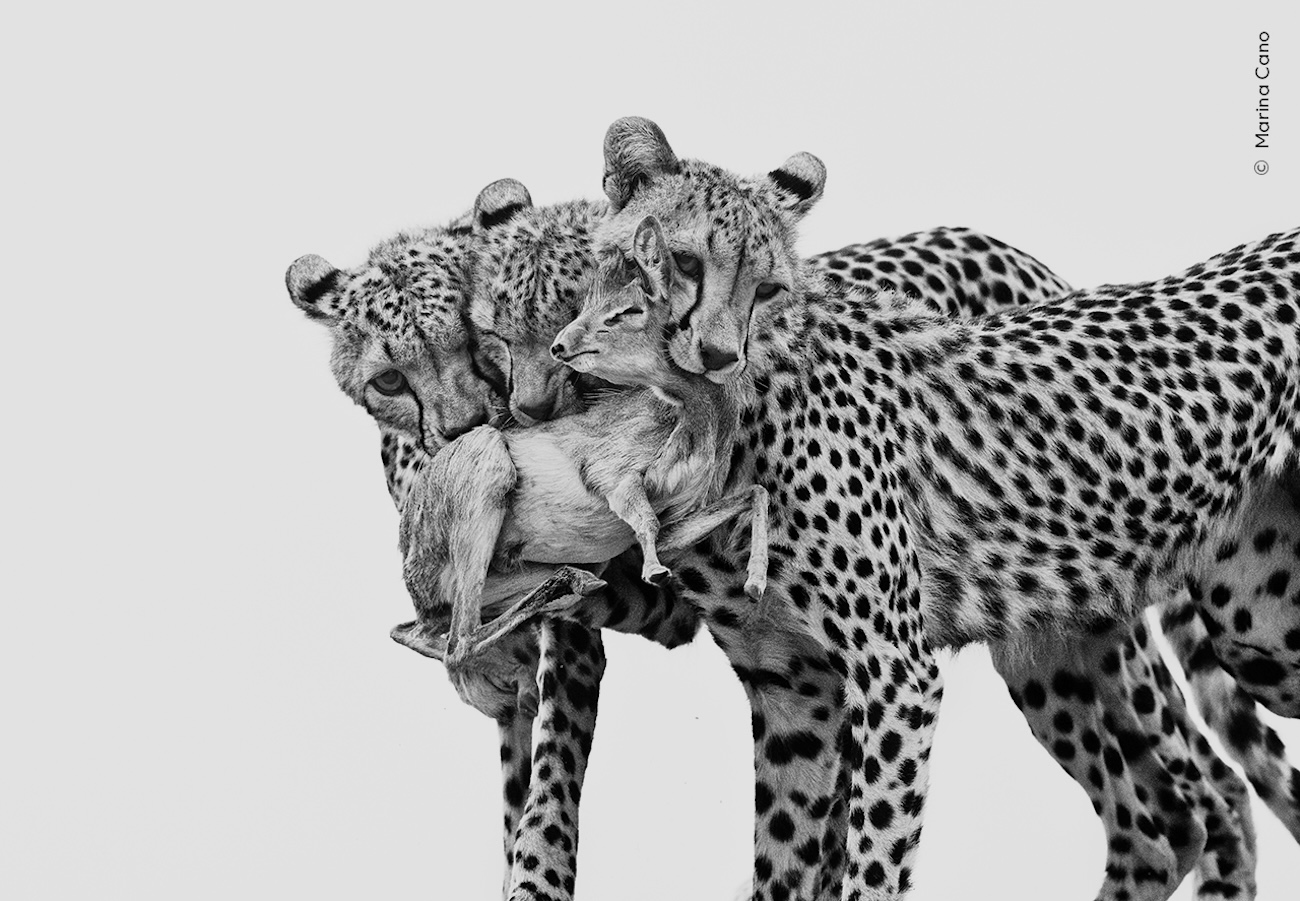 Destaques do ano. OS FINALISTA DO THE WILDLIFE PHOTOGRAPHER OF THE YEAR 2025