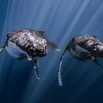 Os vencedores do DPG Master 2025