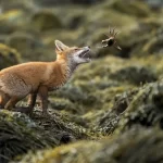 Os vencedores do Society of Photographers 2025