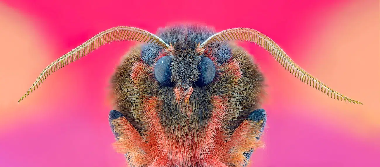 Destaques da semana. OS VENCEDORES DO SOCIETY OF PHOTOGRAPHERS 2025