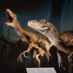 Protegendo os animais no Museu da Austrália