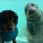 A amizade de um dachshund e uma foca na Inglaterra