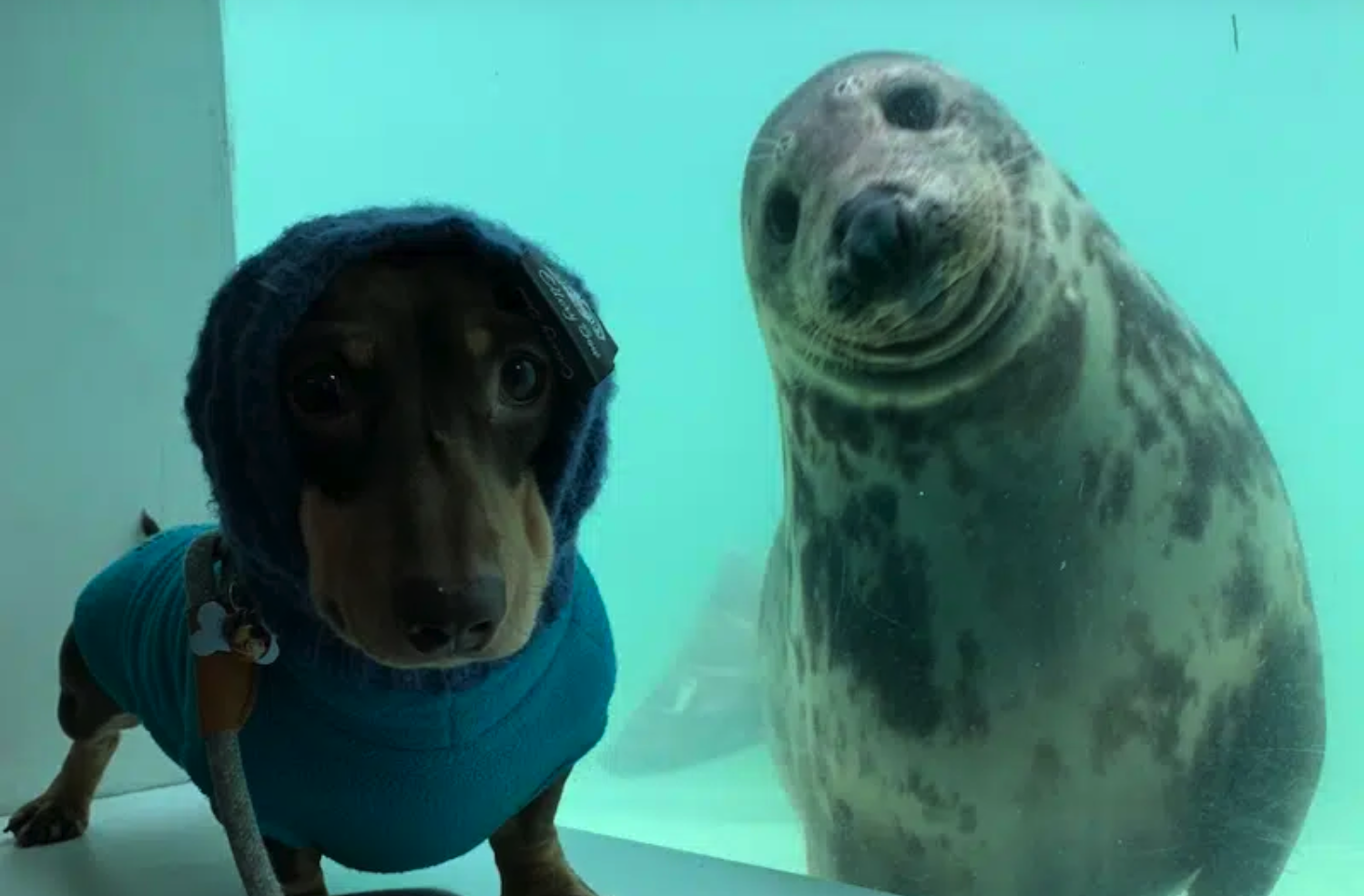 A amizade de um dachshund e uma foca na Inglaterra