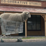 Destaques da semana. A INVASÃO DAS OVELHAS NA AUSTRÁLIA