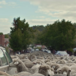 A invasão das ovelhas na Austrália
