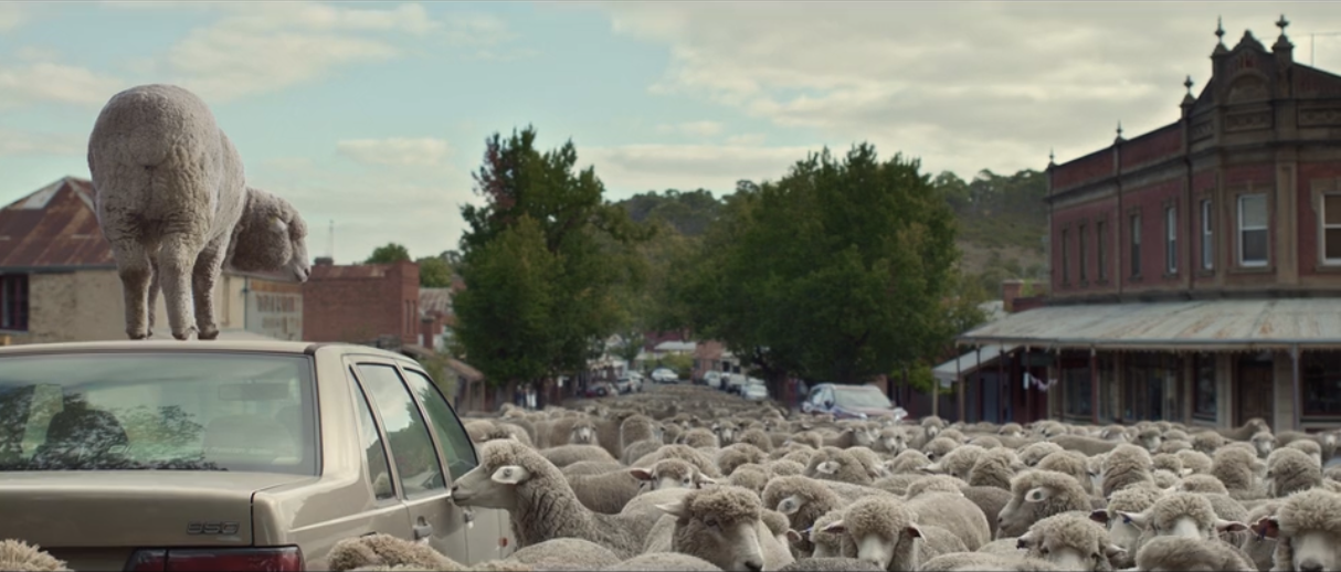 A invasão das ovelhas na Austrália
