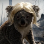 Um coala de peruca e a caridade sem culpa na Austrália