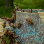Abelhas reconstruindo peças cerâmicas no Canadá