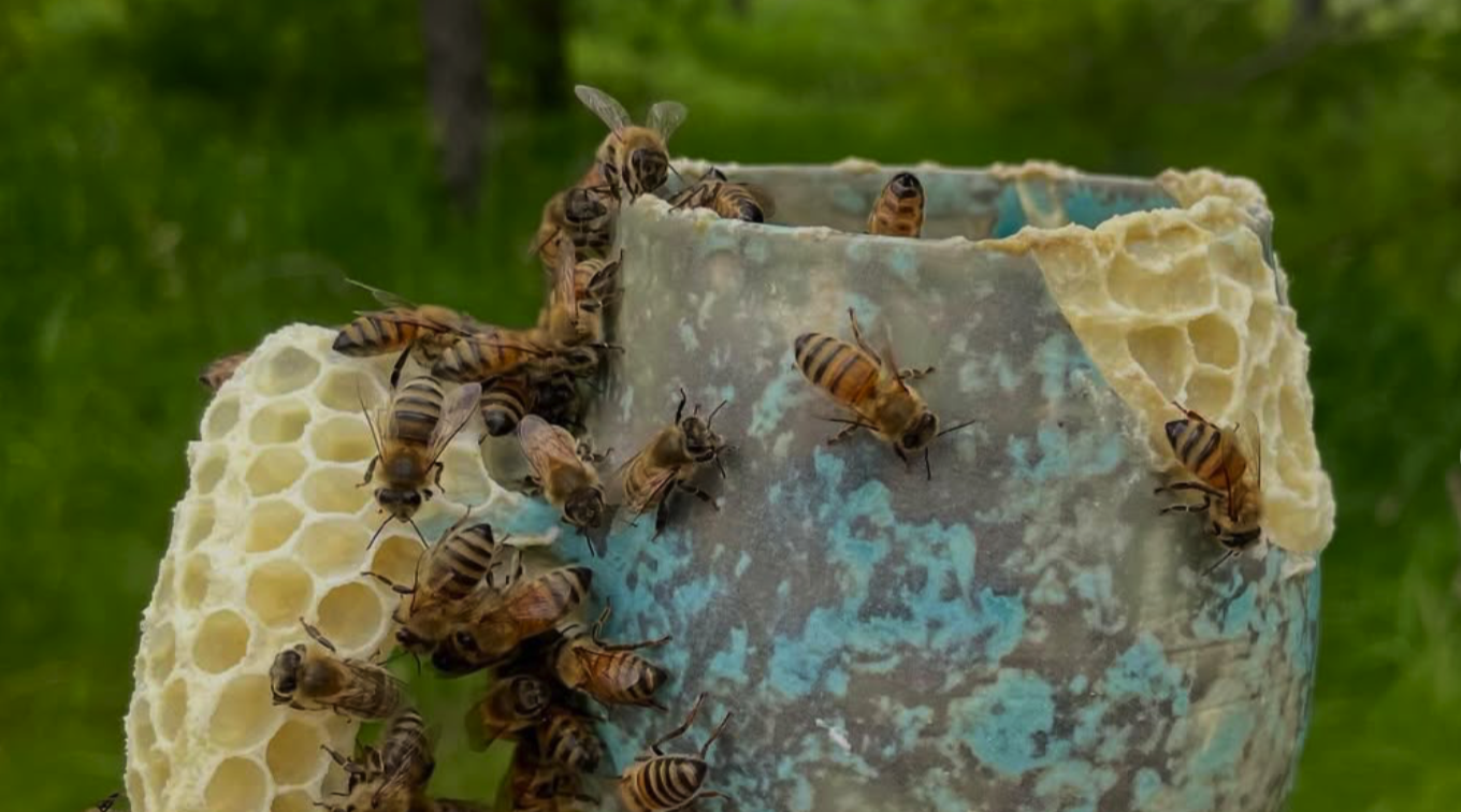 Abelhas reconstruindo peças cerâmicas no Canadá