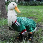 Merlin, a sensação da Copa na Cidade do México
