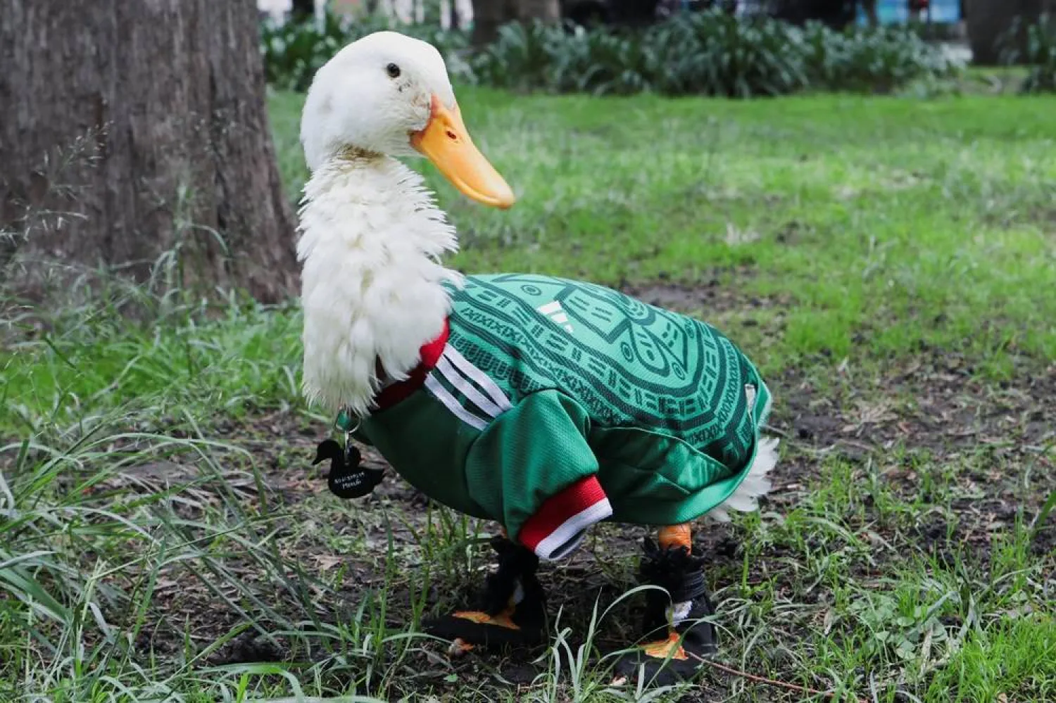 Merlin, a sensação da Copa na Cidade do México
