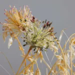 Destaques da semana. AS FLORES DE VIDRO DE MURANO DE LILLA TABASSO EM VENEZA