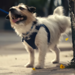 Destaques da semana. AS MANIAS DOS ANIMAIS DE ESTIMAÇÃO NOS EUA