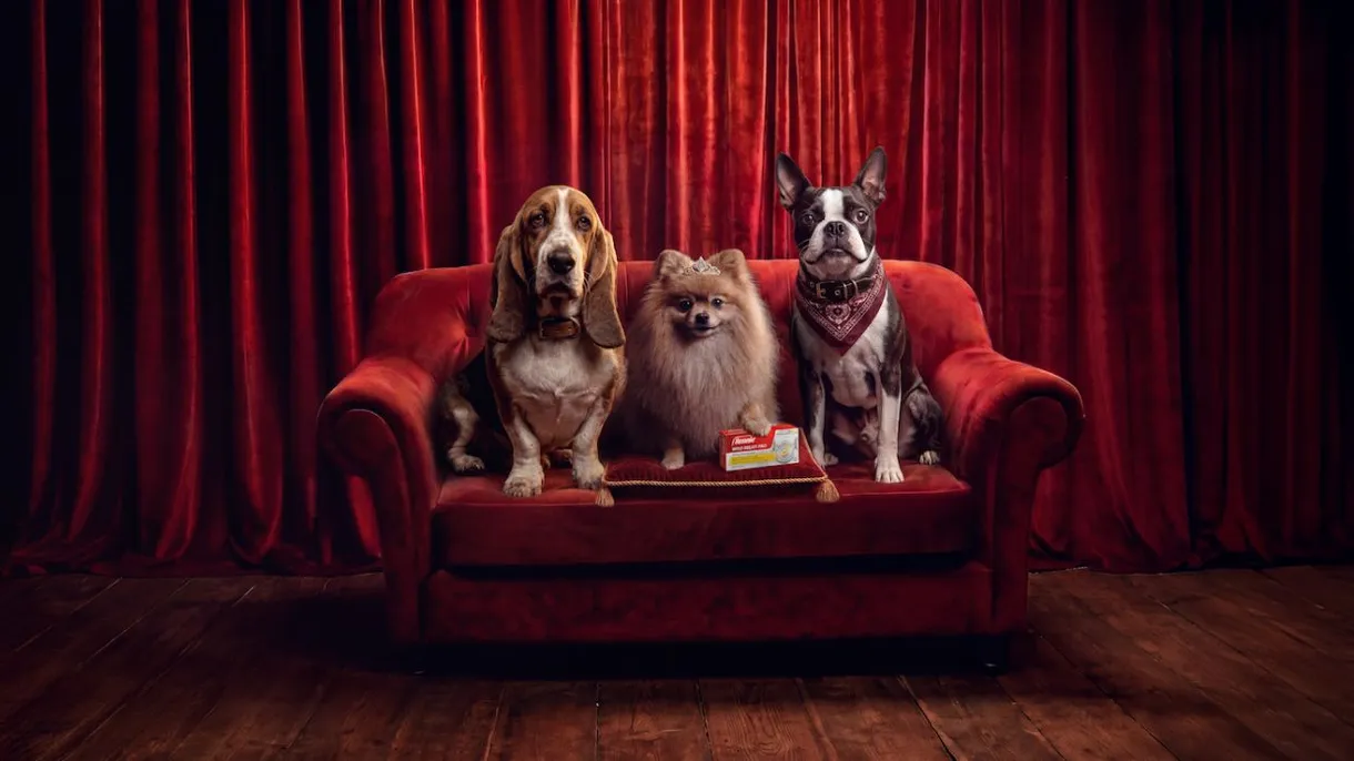 Culpando os cães pelo pum no Reino Unido