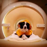 Pesquisas afirmam que os cães preferem ver humanos sorrindo
