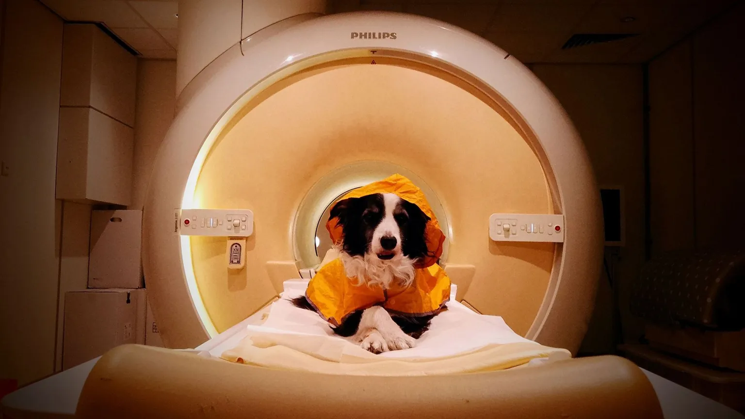 Pesquisas afirmam que os cães preferem ver humanos sorrindo