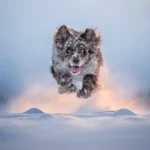 Os vencedores do Dog Photography Awards 2026