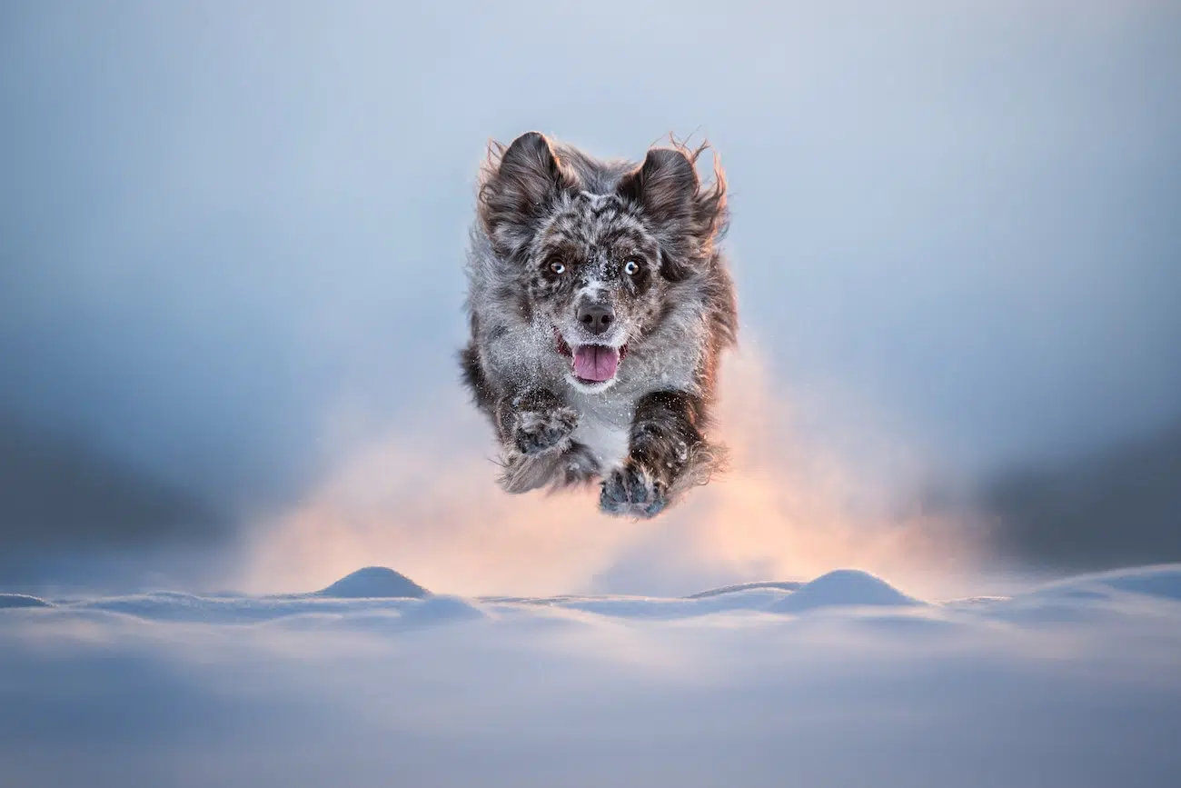 Os vencedores do Dog Photography Awards 2026