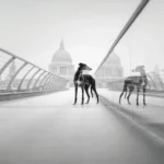Destaques da semana. OS VENCEDORES DO DOG PHOTOGRAPHY AWARDS 2026
